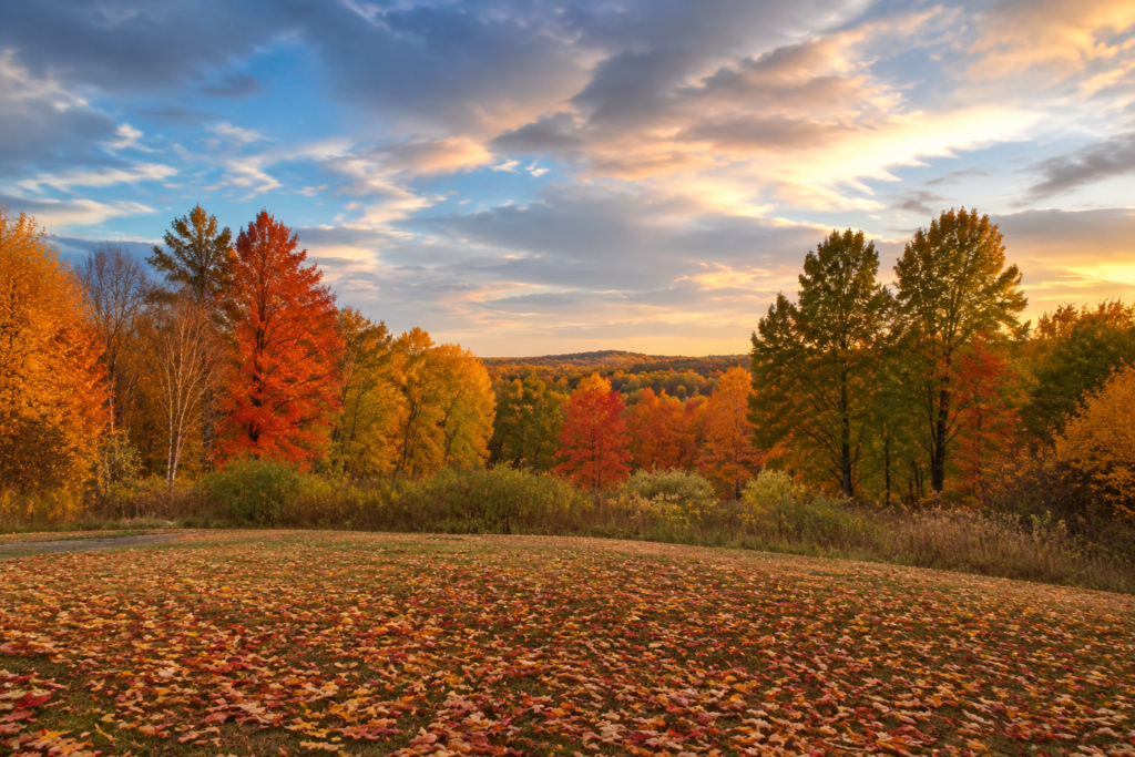Fall forest scene